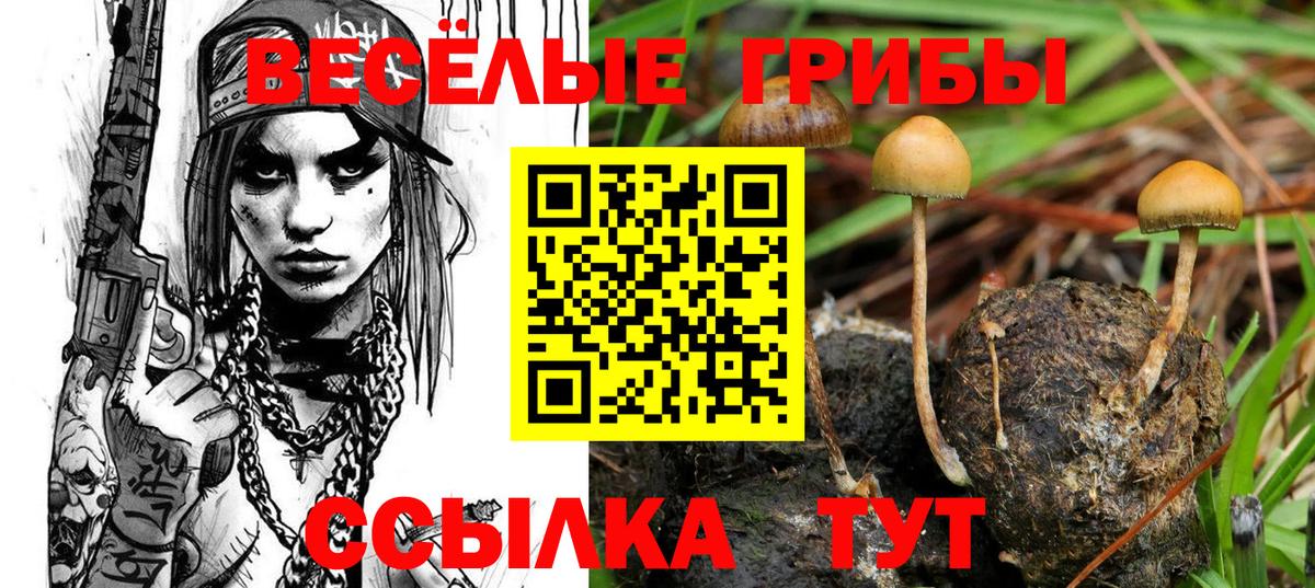 Галлюциногенные грибы Psilocybe Торжок