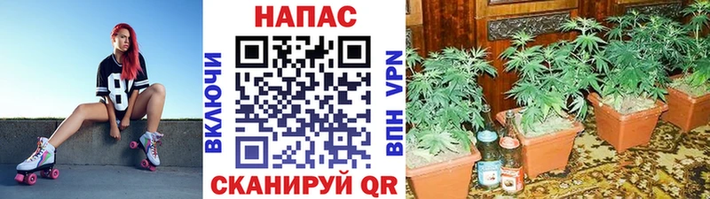 MEGA   Торжок  МАРИХУАНА Amnesia  купить наркотик 